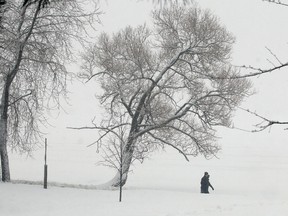 With Sunday night's snowfall, area trees were covered in snow as these Sudburians enjoy a walk in Bell Park in Sudbury, Ont. on Monday February 1, 2016. Gino Donato/Sudbury Star/Postmedia Network