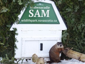 Shubenacadie Sam looks around after emerging from his burrow at the wildlife park in Shubenacadie, N.S., on Feb. 2, 2016. Sam failed to see his shadow and predicts an early spring. (THE CANADIAN PRESS/Andrew Vaughan)