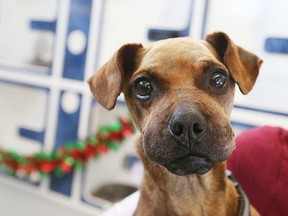 Justice, a dog who was bound at the feet and mouth with electrical tape and then discarded to die, continues to heal while in care at the Windsor/Essex Humane Society. Jason Kryk /Postmedia Network/Windsor Star