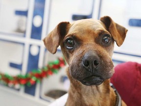 Justice, a dog who was bound at the feet and mouth with electrical tape and then discarded to die, continues to heal while in care at the Windsor/Essex Humane Society. (Jason Kryk / Windsor Star)