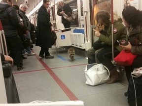 A photo posted on Councillor Norm Kelly's Twitter account of a raccoon on a TTC subway on Feb. 2, 2016. (Twitter/@norm)