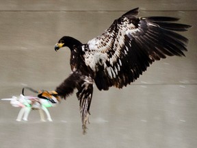 In this image released by the Dutch Police Tuesday Feb. 2, 2016, a trained eagle puts its claws into a flying drone. Police are working with a The Hague-based company that trains eagles and other birds to swoop down on small drones and grasp them in their talons in restricted areas or where they are banned, such as at large outdoor events. (Dutch Police via AP)