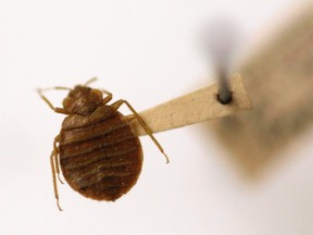 In this March 30, 2011, file photo, a bedbug is displayed at the Smithsonian Museum in Washington. Researchers from Weill Cornell and scientists at the American Museum of Natural History have traced the nefarious pest through the New York City subway system and discovered a genetic diversity among the bloodsucking creatures. (AP Photo/Carolyn Kaster, File)