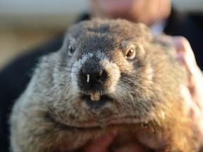 Groundhog Punxsutawney Phil. (REUTERS)