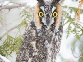 Owl sightings are always highlights for the annual Great Backyard Bird Count. This long-eared owl was seen in Komoka Provincial Park west of London in late January. (TIM ARTHUR/SPECIAL TO POSTMEDIA NEWS)
