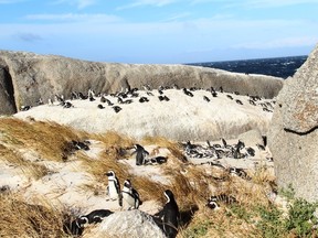 Cape of Good Hope penguins.Neil Waugh