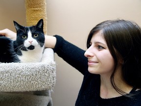 Volunteer Kim Whinfield spends some time with Sadie at the Small Things Cats store in Sudbury, Ont. on Thursday February 4, 2016. Gino Donato/Sudbury Star/Postmedia Network
