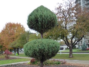 An upright juniper, shaped and pruned into a three-tier lollipop, photographed in Sarnia’s Centennial Park in October.
HANDOUT/ SARNIA OBSERVER/ POSTMEDIA NETWORK