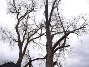 One of the trees next to Gibson House has been marked for removal some time between now and the summer. The adjacent tree -- in much better shape, but getting old -- may share the same fate. The stump(s) will remain to help protect the Lake Lisgar shoreline. (CHRIS ABBOTT/TILLSONBURG NEWS)