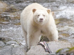 A kermode bear, better know as a spirit bear, fishes in the Riordan River on Gribbell Island, part of the Great Bear Rainforest in British Columbia. A recent agreement has placed strict restrictions on logging in the rainforest. (Canadian Press file photo)