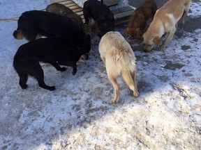 Meghan Irwin aims to score a touchdown for stray dogs across Manitoba on Saturday. As I looked through a few photos Irwin emailed the Sun, I could only imagine the heartache rescue volunteers feel when they travel to remote communities and see packs of starving dogs.