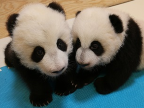 The Toronto Zoo's panda cubs. (Supplied photo)