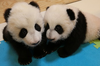 The Toronto Zoo's panda cubs. (Supplied photo)