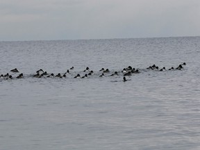 Birds in Lake Ontario on January 20, 2016 (Stan Behal/Toronto Sun/Postmedia Network)