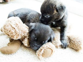 A baker's dozen of puppies abandoned in the woods near Mont-Tremblant are being nursed back to health, including Clover and Pearl, seen here.