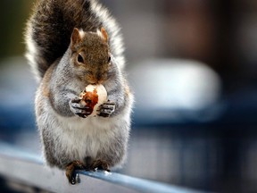 A well-fed squirrel at Nathan Phillips Square in Toronto on February 5, 2016. (Dave Abel/Toronto Sun)