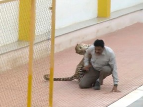 In this Feb. 7, 2016 image made from video, a leopard attacks a man at a school in Bangalore, India. Officials say the leopard wandered into the school in southern India and injured three people as it tried to escape. (AP Photo/APTN)