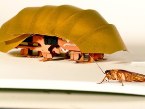 This photo provided by PolyPEDAL Lab UC Berkeley, shows the compressible robot, CRAM with a real cockroach. (PolyPEDAL Lab UC Berkeley/Tom Libby, Kaushik Jayaram and Pauline Jennings via AP)