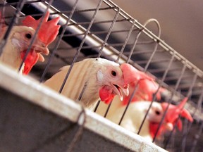 Ontario egg producers say it will take 20 years to end the use of cages for laying hens, in order to ensure a consistent egg supply. (File photo)