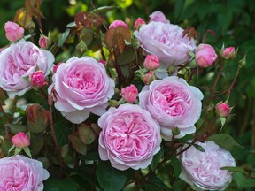 Olivia Rose Austin’ combines beauty, fragrance and excellent repeat bloom with disease resistance.
