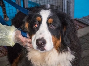 Sixty-six animals, including the Bernese seen in this handout photo, were seized Thursday in what B.C.'s SPCA said was one of the largest puppy mill seizures in the province's history. (THE CANADIAN PRESS/HO-British Colombia Society for the Prevention of Cruelty to Animals)