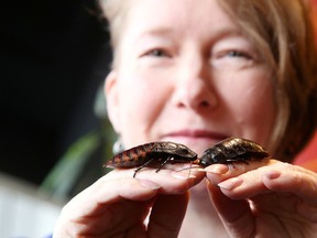 Gino Donato/Sudbury Star

Jacqueline Bertrand, horticulturist technician at Science North, shows off some Madagascar hissing cockroaches on Tuesday. What better way to express eternal love this Valentine's Day than to adopt and name one of Science North's Madagascar hissing cockroaches as a gift for a significant other? For $10, Science North will send your loved one a digital certificate featuring the name of your Valentine's roach. Certificates must be ordered by 1 p.m. on Thursday. To enhance the romance, add chocolates to your special certificate for $25. Certificate and chocolate packages must be ordered by 3 p.m. and your digital certificate order by 5 p.m. on Saturday to receive your gift by Valentine's Day. All chocolate and certificate orders must be picked up at Science North from 3 to 5 p.m. on Saturday. Your donation will also help Science North to protect these misunderstood hissing maters, along with all other Science North insects and animals.