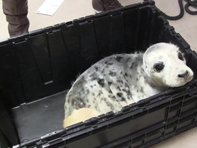 In a video screengrab, an injured grey seal pup, tentatively named Sammy, arrives at Hope for Wildlife in Seaforth, N.S., Thursday, Feb.11, 2016 after being hit by a vehicle. The facility's operator Hope Swinimer says the marine mammal was found on a road in Pictou County by an RCMP officer late Wednesday evening. THE CANADIAN PRESS/Aly Thomson
