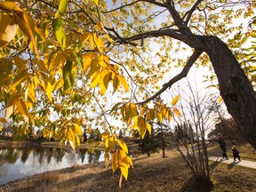 A woman walks with a child past a tree resplendent with fall colours at Andorra Lake in the Lago Lindo neighbourhood of north Edmonton.