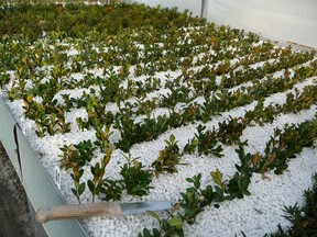 A bed with hundreds of cuttings. These were cut and planted in late December. Within a few months their roots will have established and the tiny plants will be ready for transplanting into larger pots. HANDOUT/ SARNIA OBSERVER/ POSTMEDIA NETWORK