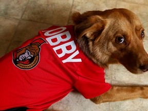Bobby the dog. (Errol McGihon/Ottawa Sun)