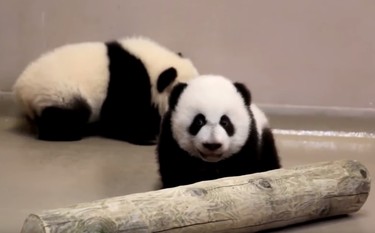 The Toronto Zoo released a video today showing the four-month-old panda cubs walking around their maternity den. (Toronto Zoo/YouTube)