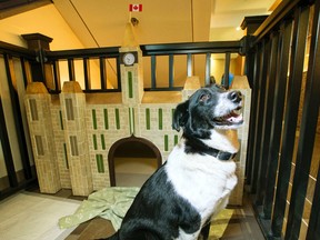 Ellie, the Westin Hotel greeter