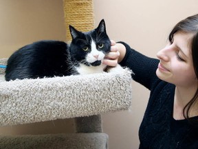 Gino Donato/Sudbury Star
Volunteer Kim Whinfield spends some time with Sadie at the Small Things Cats store on Feb. 4.
