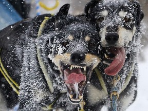 LUKE HENDRY/Intelligencer file photo
2015 Eldorado sled dog race file photo