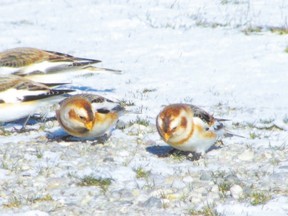 The snow bunting wears away the brown on its feathers through winter by rubbing its plumage on snow. This will reveal the bird?s striking black and white breeding plumage. During a late-summer molt, its feathers are replaced with cinnamon tones. (PAUL NICHOLSON, Special to Postmedia News)