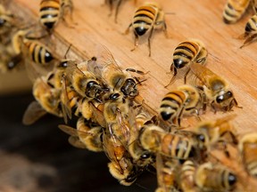 Honey bees at the Northlands Urban Farm, near 113 Avenue and 79 Street, in Edmonton Alta. on Saturday July 11, 2015. David Bloom/Postmedia Network