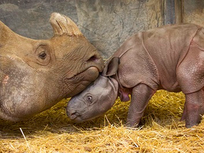 The Toronto Zoo announced Friday that Ashakiran - an 11-year-old female Indian rhinoceros - gave birth to a male calf. (Supplied photo)