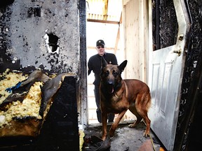 Sid Murray, a canine expert trainer, and Smoke, accelerant detection dog shown entering a fire scene for Origin and Cause, a consulting forensic engineering and fire investigation firm that is opening an office in Edmonton. Photo by Sandy Nicholson
