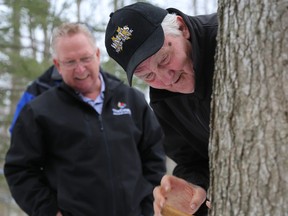 Tim Miller/The Intelligencer
John Walt finishes hand-drilling a hole into a maple tree while Mayor Robert Quaiff looks on during the First Tap ceremony at Walt's Sugar Shack on Friday in Consecon.