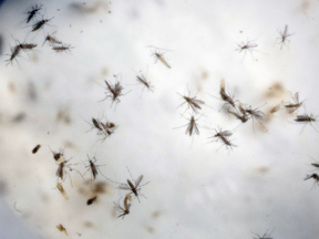 Mosquitoes float in a mosquito cage in a lab (Ricardo Mazalan/AP_