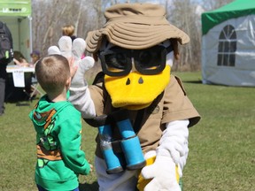 Caden Nicholson, 3, excitedly gives Ducky, the Ducks Unlimited mascot, a high-five on April 26, 2015 at Saskatoon Island Provincial Park near Wembley, Alta. during the annual Swan Festival. (Jocelyn Turner/Grande Prairie Daily Herald-Tribune/Postmedia Network)