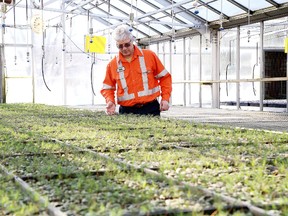 Gino Donato/Sudbury Star
Mark Palkovits, land reclamation supervisor at Vale, checks out the red pine seedlings at the Vale Greenhouse in Copper Cliff