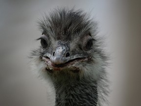 An Australian emu in it's enclosure at the Beijing zoo on June 24, 2013.     AFP PHOTO/Mark RALSTON