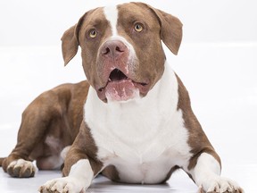 A file photo of a pit bull. (Fotolia)