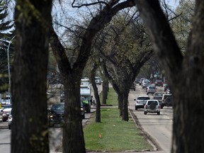 Dying elm trees in the centre median of Whyte Avenue from 99 Street to 96th Street in Edmonton on Thursday May 7, 2015. (File)