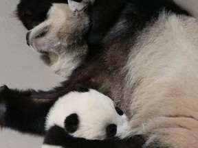 The Toronto Zoo's twin panda cubs get some joint playtime with their mom, Er Shun. (Toronto Zoo photo)