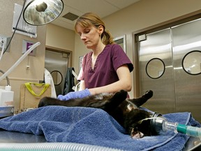 Dr. Anthea Smith, Director of Animal Health, Edmonton Humane Society, neuters a cat at the Edmonton Humane Society on Tuesday February 23, 2016. (LARRY WONG/POSTMEDIA)