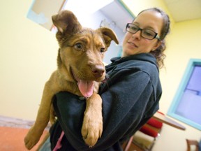 London Humane Society veterinarian technician Alysha Goencz holds Destiny, a mixed breed puppy who was found wandering along a road near Lucan after being shot 19 times with a pellet gun. Craig Glover/The London Free Press/Postmedia Network
