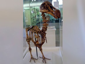 A skeleton of a Mauritius Dodo bird which was found by E. Thirioux, a barber, in a cave at the foot of Le Pouce Mountain at Pailles, which is in the vicinity of the town of Port Louis in year 1900, stands at an exhibition in the Mauritius Institute Museum in Port Louis in this December 27, 2005 file photo. (REUTERS/Files)