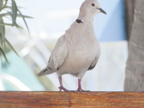Many avid Ontario birders have seen Eurasian collared-doves in the Caribbean where they thrive. Since 1982, this bird?s invasion of North America has been closely tracked. One of these doves was seen in Alvinston, west of London, last week. (PAUL NICHOLSON, Special to Postmedia News)